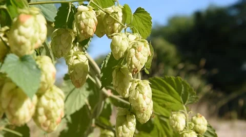Branches of the hops Stock Footage 68327485