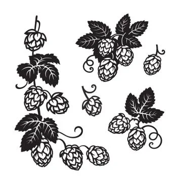 Branches of hops. Set of elements for brewery design. Hop cones with leaves Stock Illustration