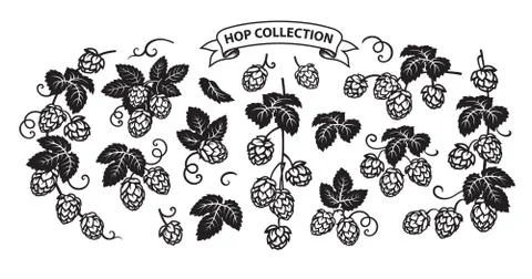 Branches of hops. Set of elements for brewery design. Hop cones with leaves Stock Illustration