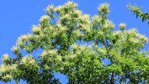 Branches of horse chestnut trees in spring bearing the white flowers. Stock Footage 202279650