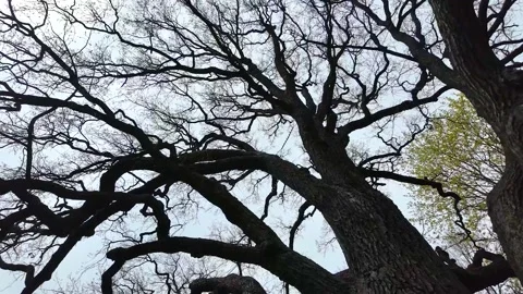 Branches of a huge old oak tree in early spring. Slowmotion Stock Footage 338128178