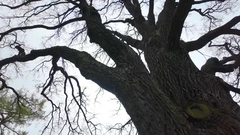 Branches of a huge old oak tree in early spring. Slowmotion Stock Footage 338128185