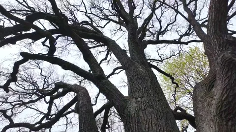 Branches of a huge old oak tree in early spring. Slowmotion Stock Footage 338128187