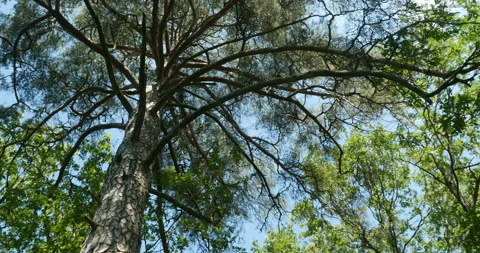 Branches of a huge pine overhead Stock Footage 93358864