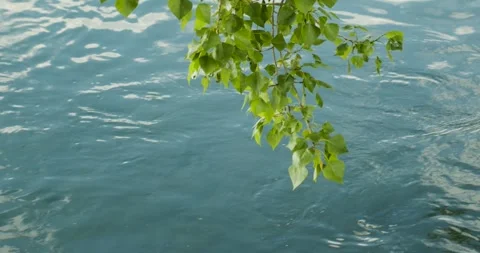 Branches of a huge poplar over a mountain river Stock Footage 273405790