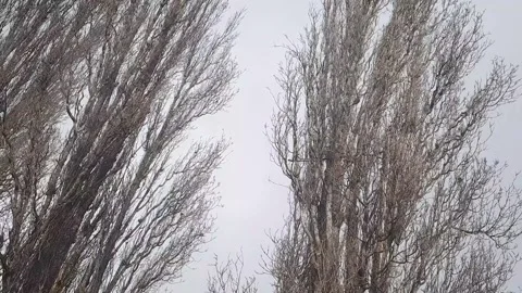 The branches of huge trees sway strongly from strong gusts of storm wind Stock Footage 171485053
