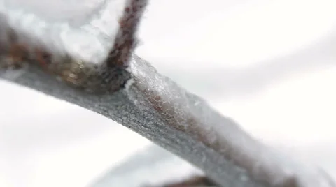 Branches in ice Stock Footage 37550581