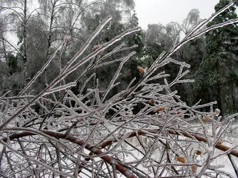 Branches with ice Stock Photos