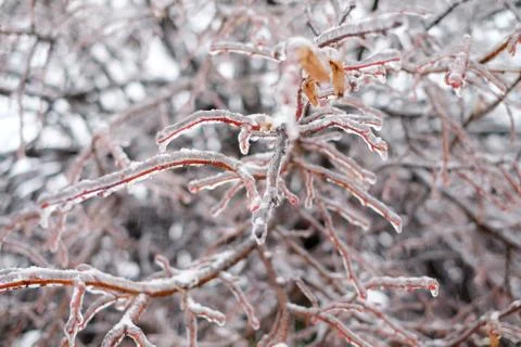 The branches in ice Stock Photos