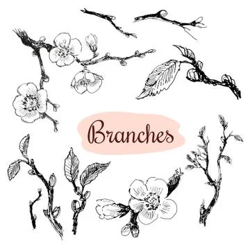 Branches Stock Illustration