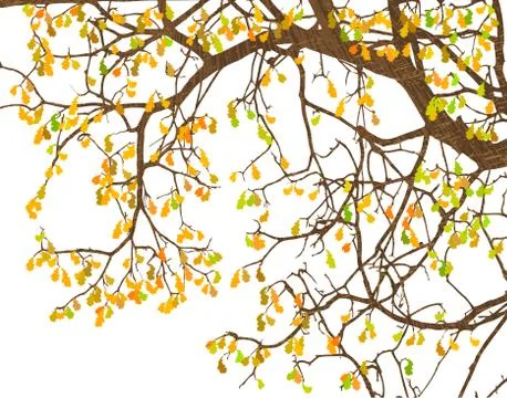 Branches Illustrazione stock