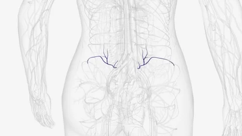 Branches of internal iliac vein Stock Footage 271048707