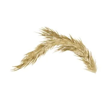 Branches. Isolated on a white background. Stock Illustration