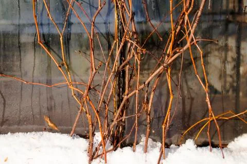 The branches of ivy surrounded with snow reflected on a glass surface Stock Photos