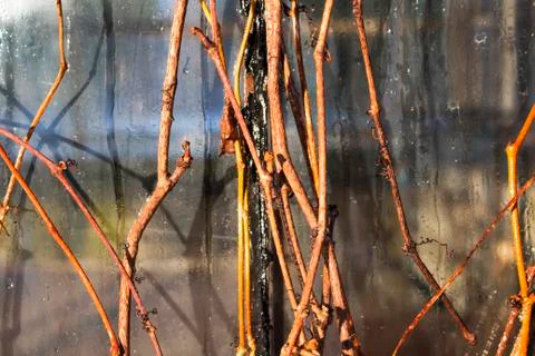 The branches of ivy thawed in the sun on a background misted glass Stock Photos