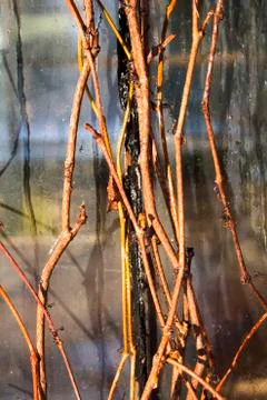 The branches of ivy thawed in the sun Stock Photos