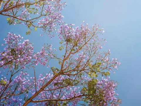 Branches of jacaranda tree with violet flovers on a clear sky background Stock Photos