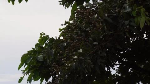 The branches of the Jarul tree full with its seed pods 스톡 동영상 314578276