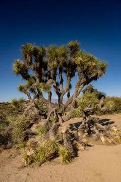 Branches Of Joshua Tree Collapse Under The Weight Of Growth Foto stock