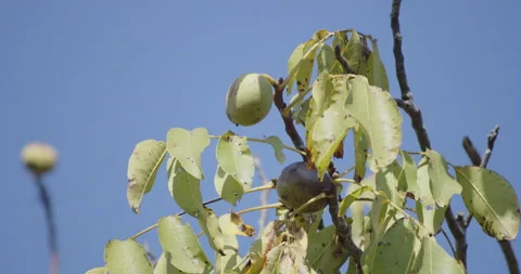 Branches of Juglans regia fruit 4K slow motion video Stock Footage 294176798
