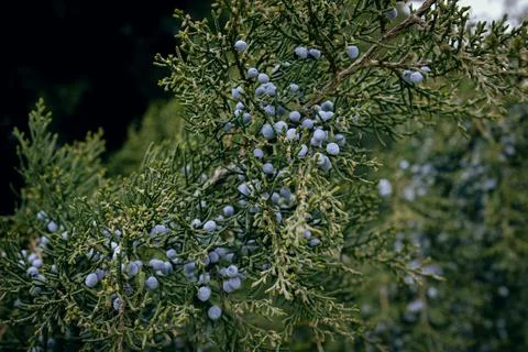 Branches of juniper with blue berries in close up Stock Photos
