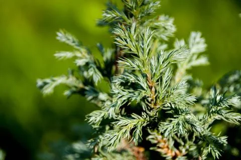 Branches of juniper Stock Photos