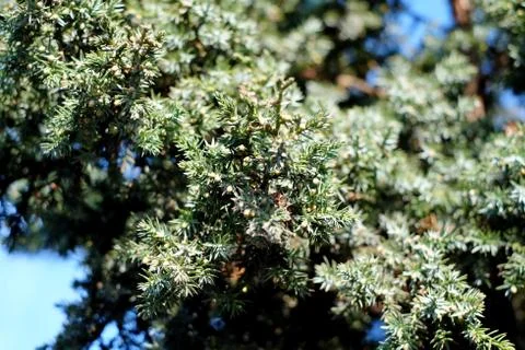 The branches of a juniper Stock Photos