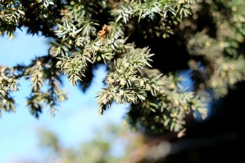 The branches of a juniper Stock Photos