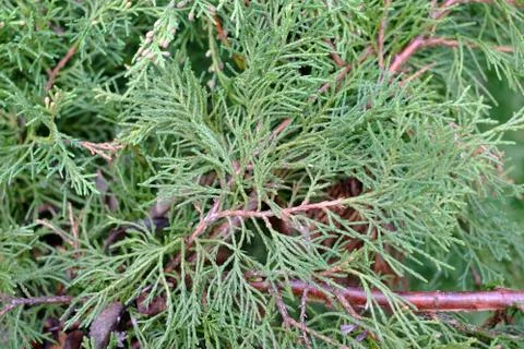 The branches of a juniper Stock Photos