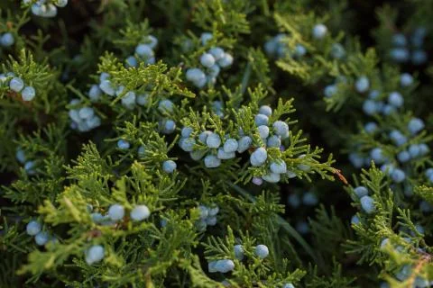 Branches of juniper Stock Photos