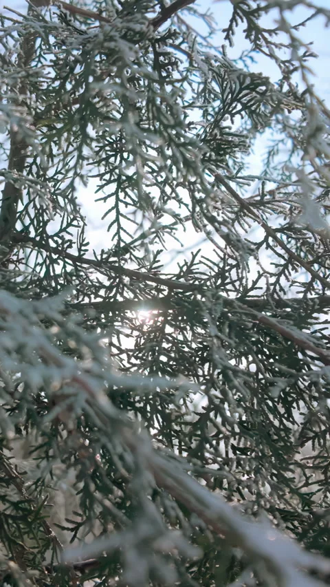 Branches of juniper tree covered in hoar frost, sunlight shining through thick Stock Footage 330973676