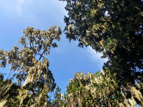 Branches of a lacy lichen tree on a background of a blue sky. View from below Stock Photos