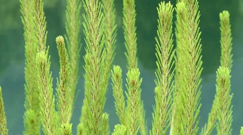 Branches with lake in the background. Stock Footage 7740834