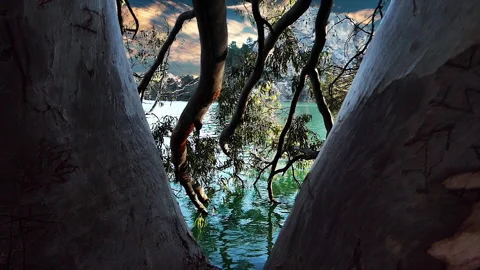 Branches in the lake Video stock 229967588