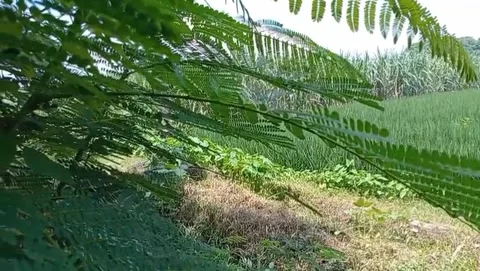 The branches of the lamtoro tree with its green compound leaves shade the view. Stock Footage 328450738