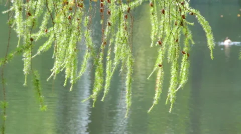 Branches of larch over the pond Video stock 55118347