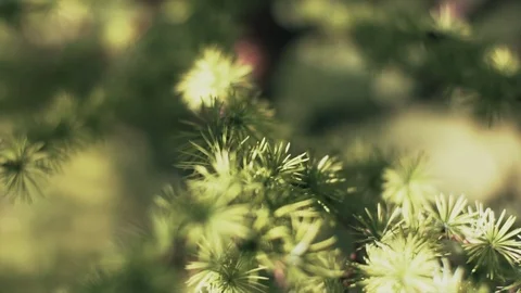 Branches of Larch at Sunset. Shallow Focus Shot. Handheld Camera. Stock Footage 93735475