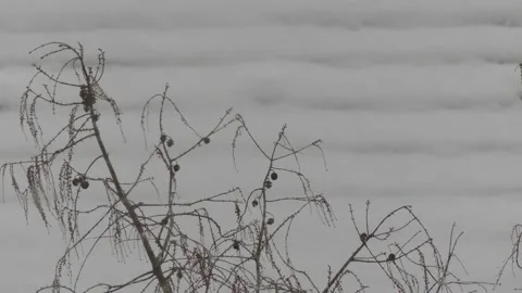 Branches of a larch tree in winter  - snow in background, snowfall Stock Footage 148615638