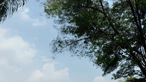 Branches of a large acacia tree. Stock Footage 276834754