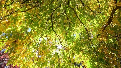Branches of a large chestnut tree in autumn Stock Footage 296488059