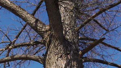 Branches of a large dead tree (1) Video stock 49070621