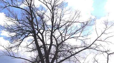 Branches of a large dead tree (2) 库存影片 49070670