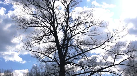 Branches of a large dead tree (3) Video stock 49070642