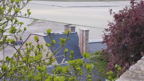 The branches of a large fig tree with green leaves and fruits. Stock Footage 308195195