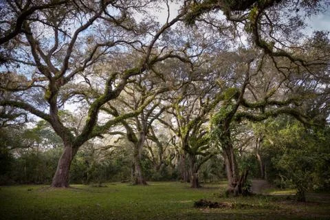 Branches of large forest trees in the park, green spaces in the city. Stock Photos