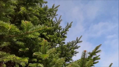 The branches of a large green fir tree sway against the blue sky in the wind. Stock Footage 142379024