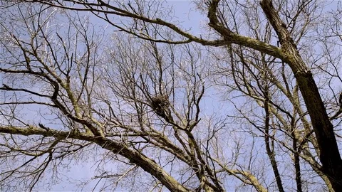 The branches of a large leafless tree are cut against the sky in winter Stock Footage 72595585