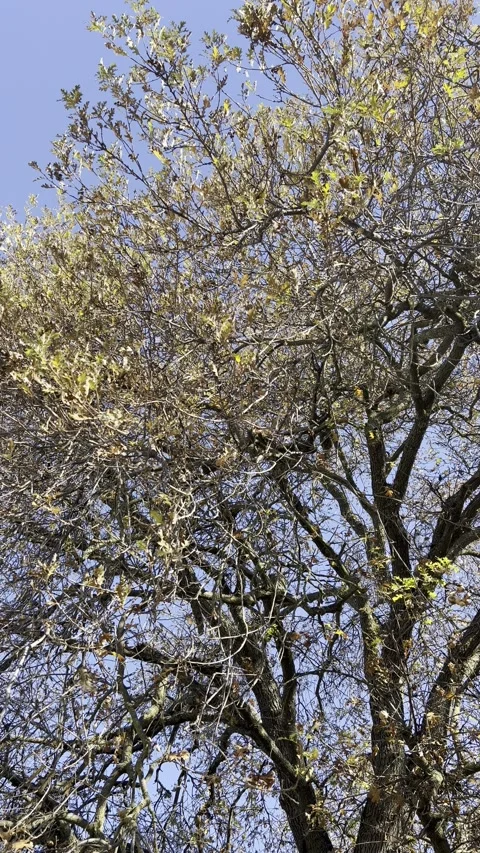 Branches of a large oak tree in autumn against a blue sky. Leaves are falling fr Stock Footage 295008808