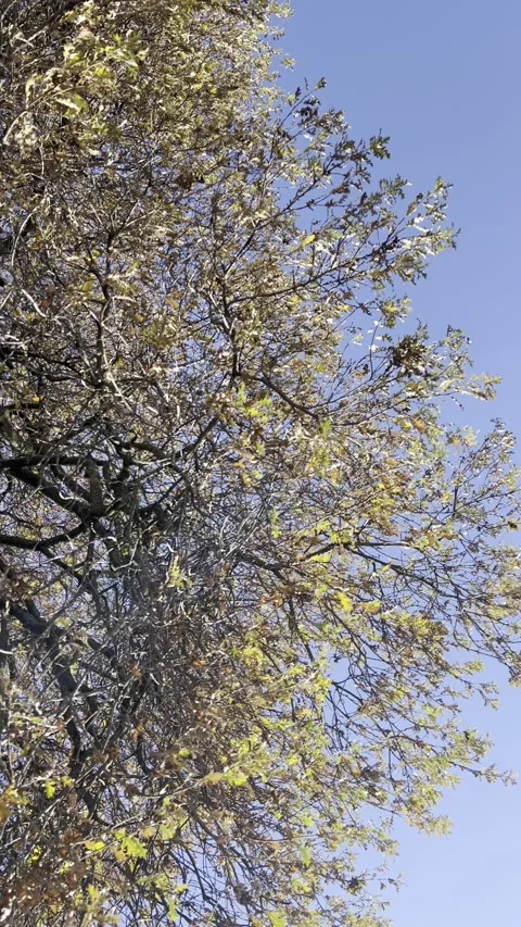 Branches of a large oak tree in autumn against a blue sky. Leaves are falling fr Stock Footage 295008811