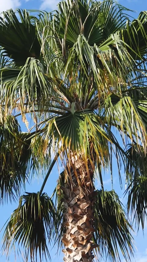 The branches of a large palm tree sway in the wind against a blue sky Stock Footage 246273993